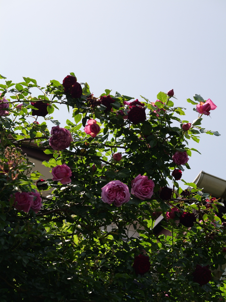 2025-05-05 11_44№(0859).JPG