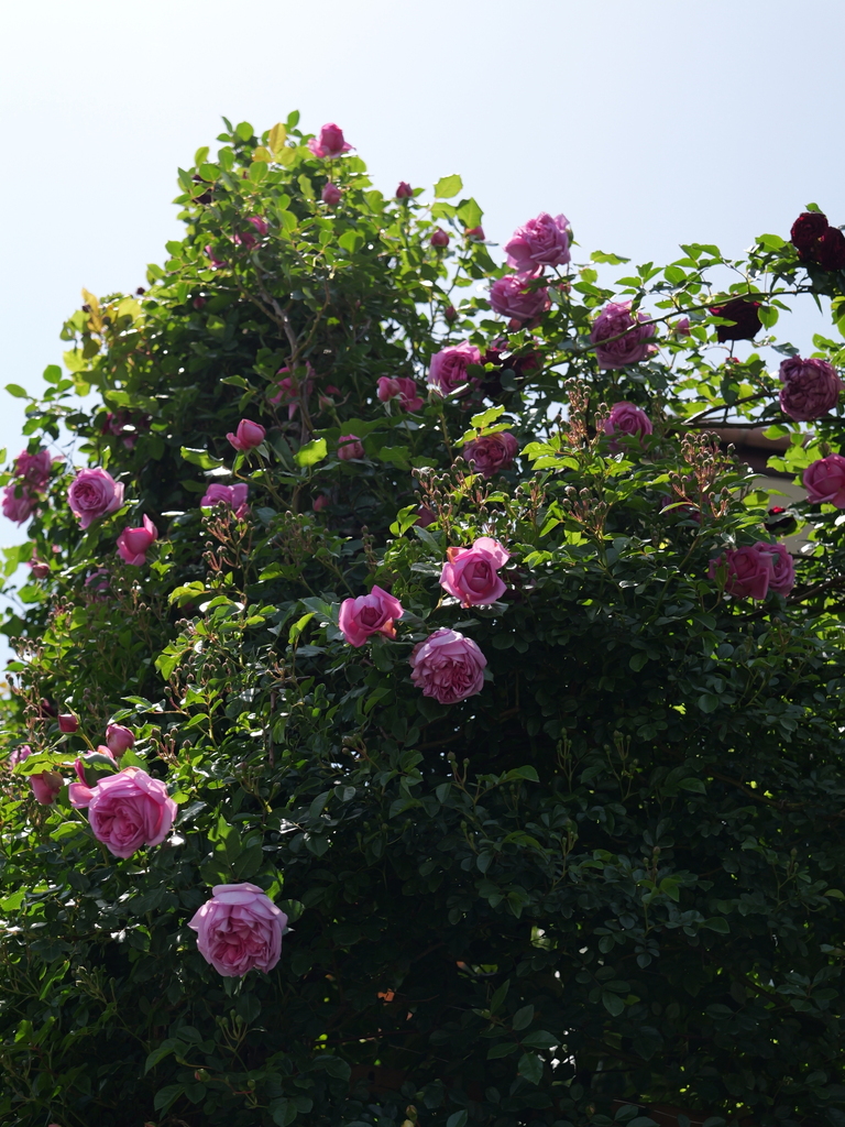 2025-05-05 11_44№(0860).JPG