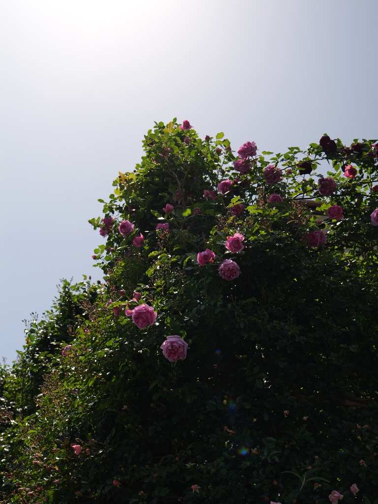 2025-05-05 11_44№(0861).JPG