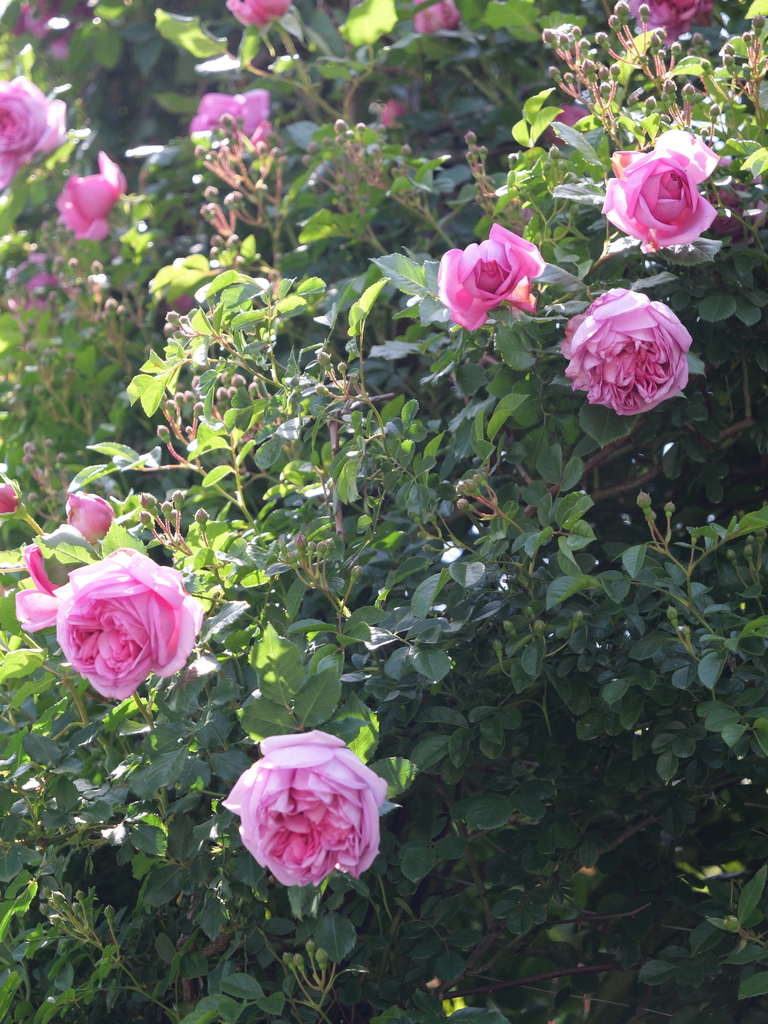 2025-05-05 11_44№(0862).JPG