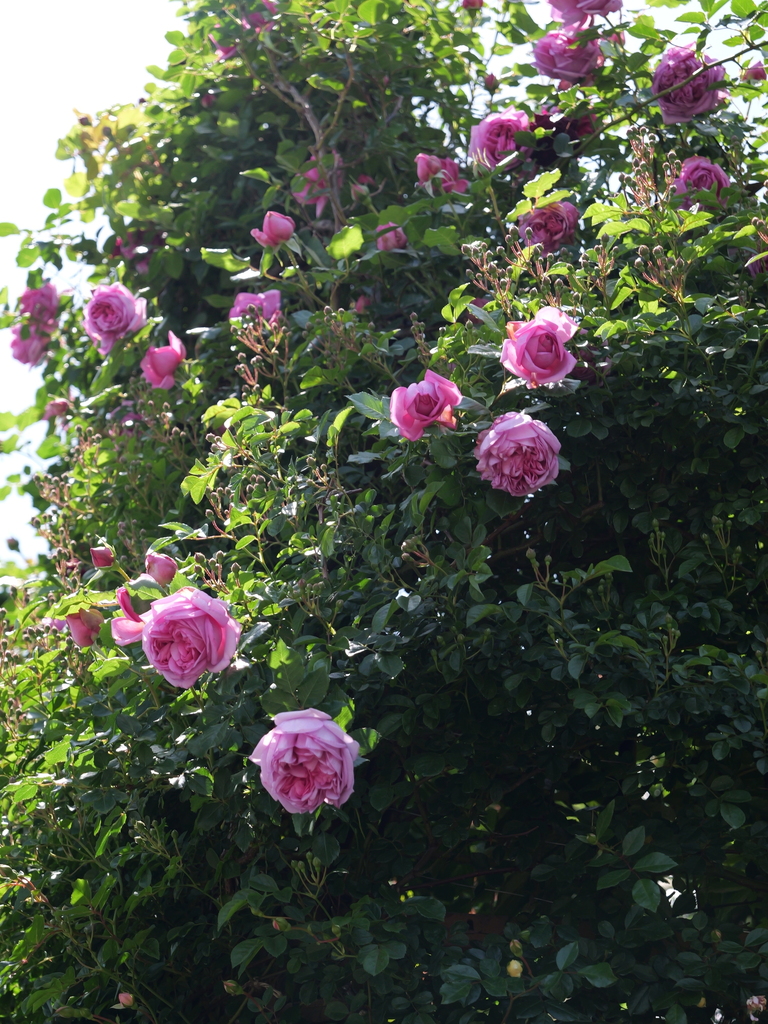 2025-05-05 11_44№(0863).JPG