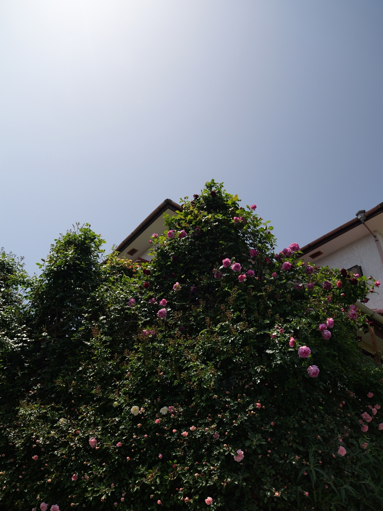 2025-05-05 11_44№(0864).JPG