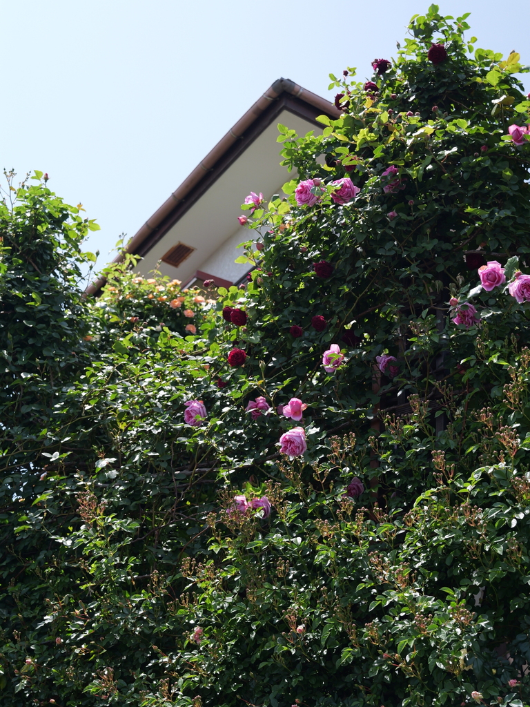 2025-05-05 11_44№(0865).JPG