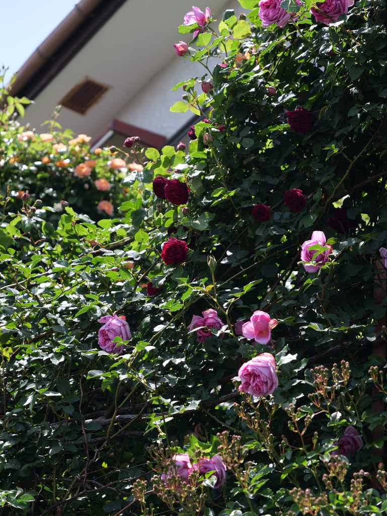 2025-05-05 11_45№(0866).JPG