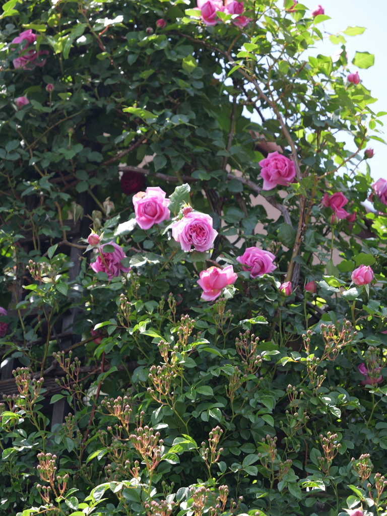 2025-05-05 11_45№(0868).JPG