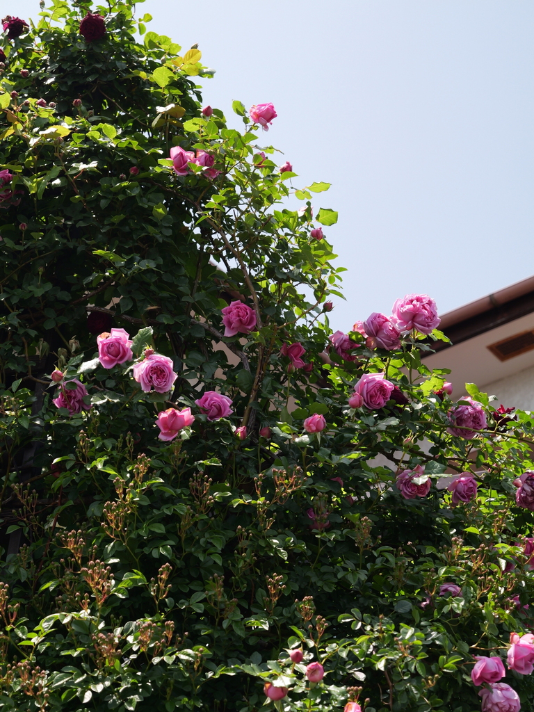2025-05-05 11_45№(0869).JPG