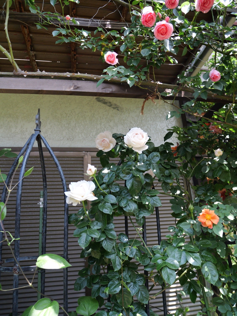 2025-05-05 11_46№(0903).JPG