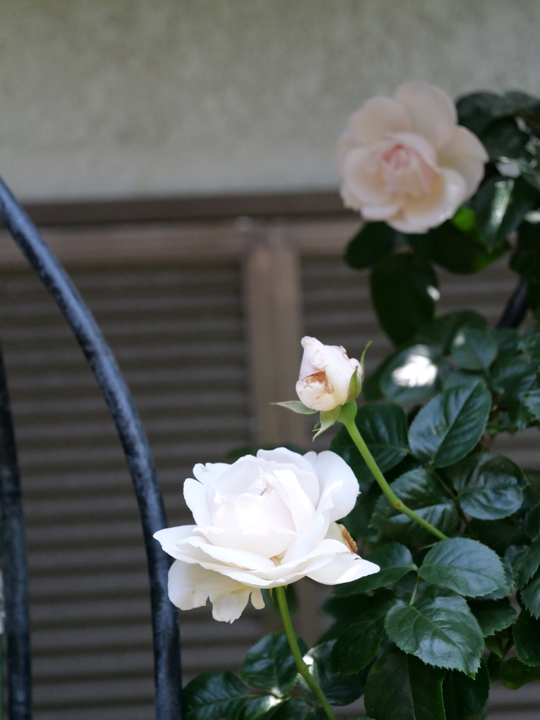 2025-05-05 11_46№(0904).JPG