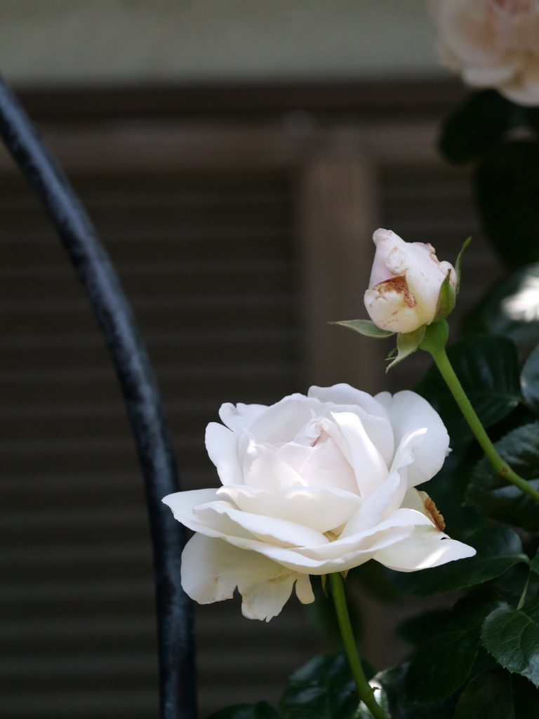 2025-05-05 11_46№(0905).JPG