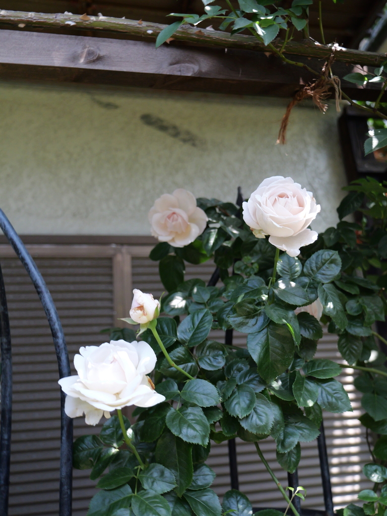 2025-05-05 11_46№(0911).JPG