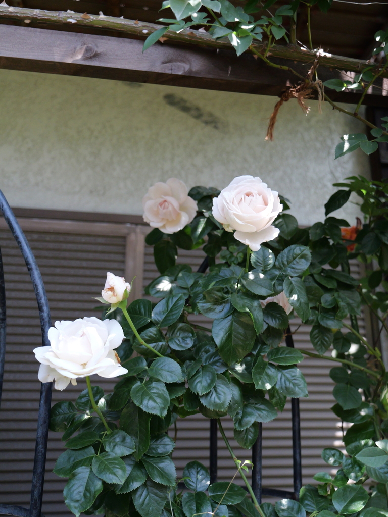 2025-05-05 11_46№(0913).JPG
