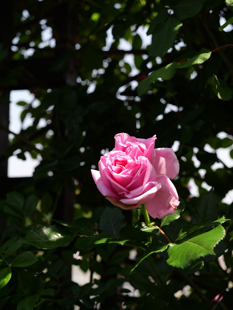 2025-05-05 11_51№(1023).JPG