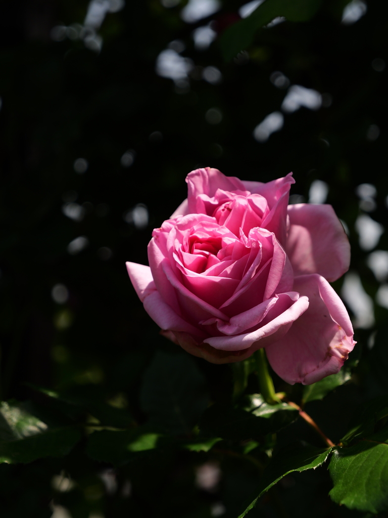 2025-05-05 11_51№(1024).JPG