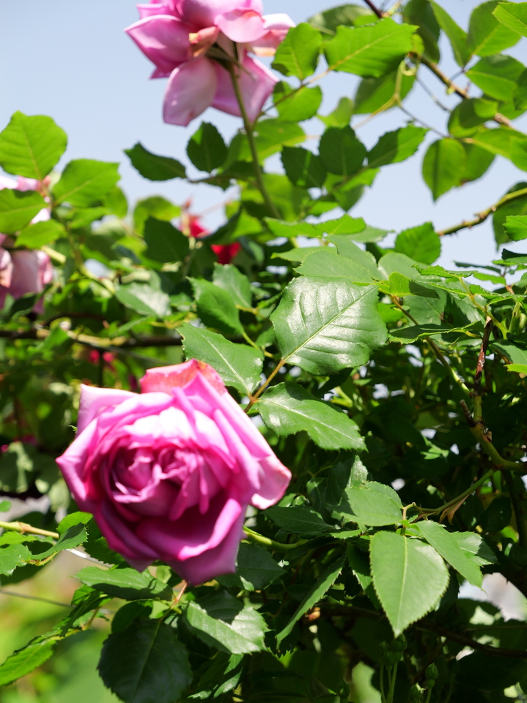 2025-05-05 11_51№(1025).JPG