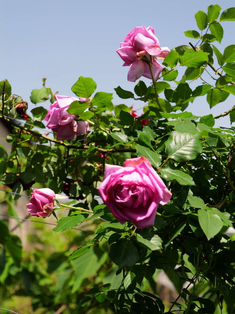 2025-05-05 11_51№(1026).JPG