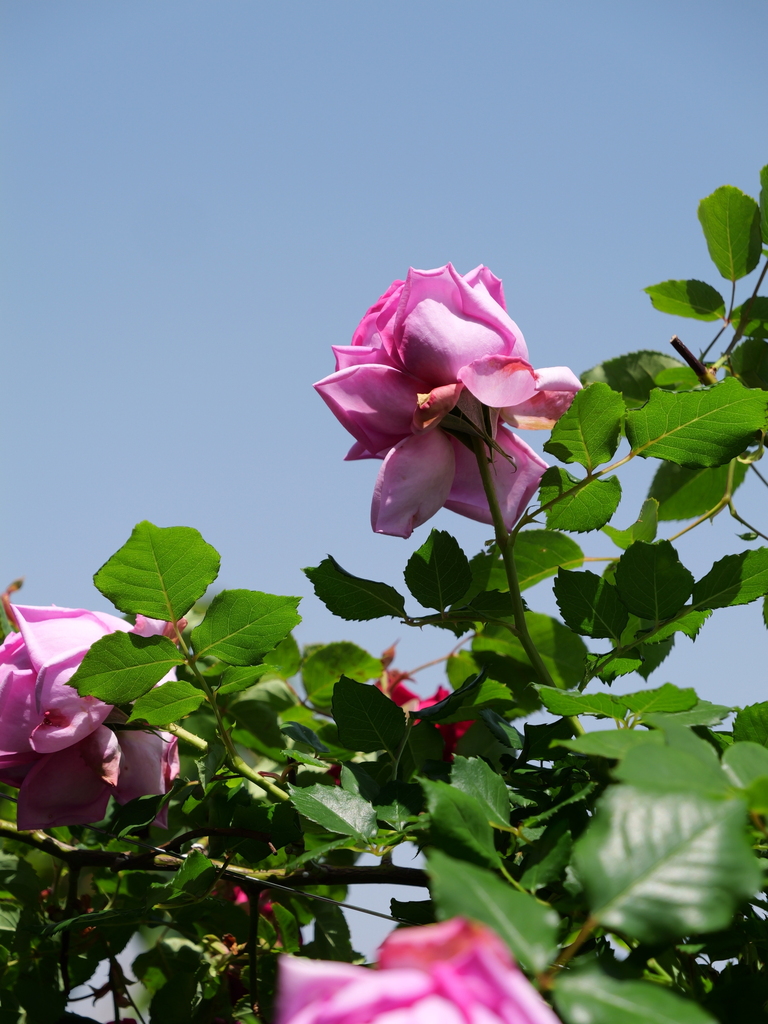 2025-05-05 11_51№(1027).JPG