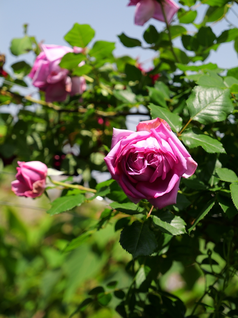 2025-05-05 11_51№(1028).JPG