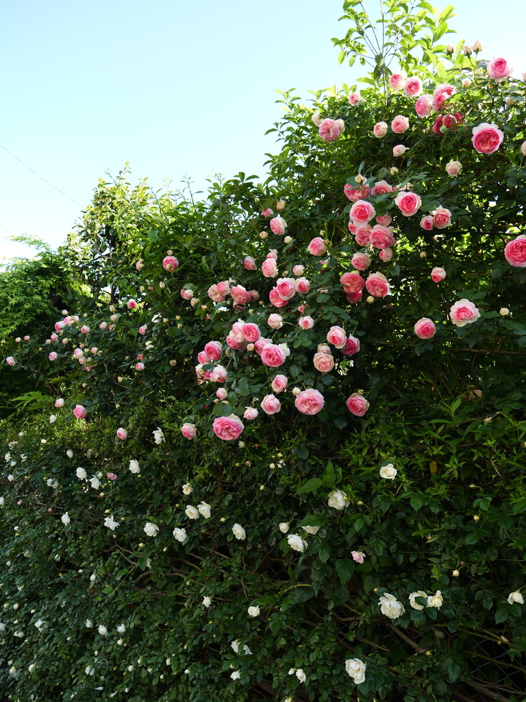2025-05-07 07_18№(0143).JPG
