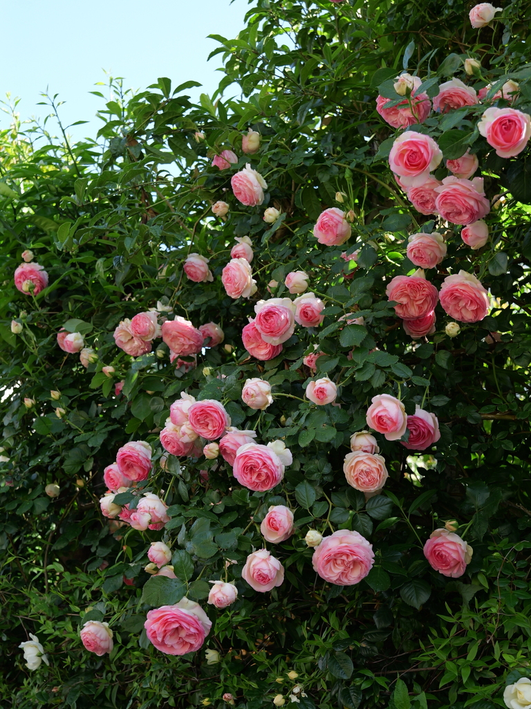 2025-05-07 07_19№(0146).JPG