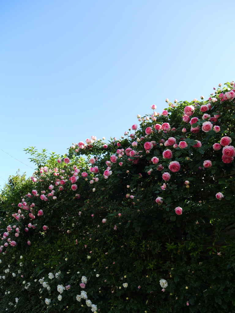 2025-05-07 07_19№(0147).JPG
