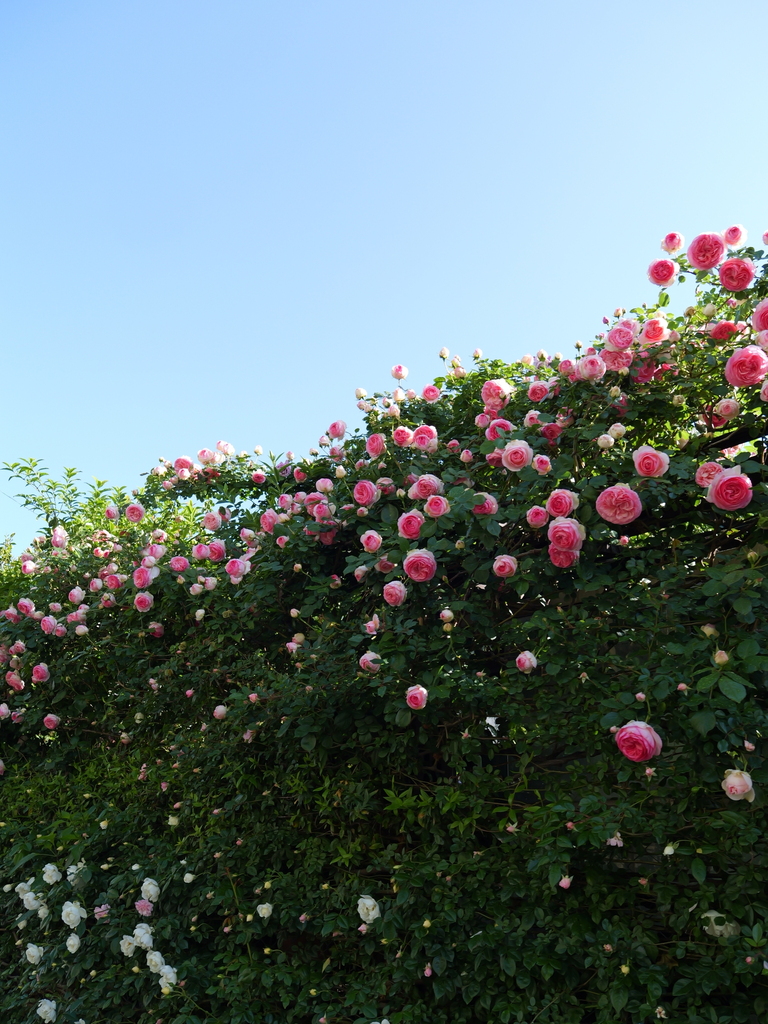 2025-05-07 07_19№(0148).JPG