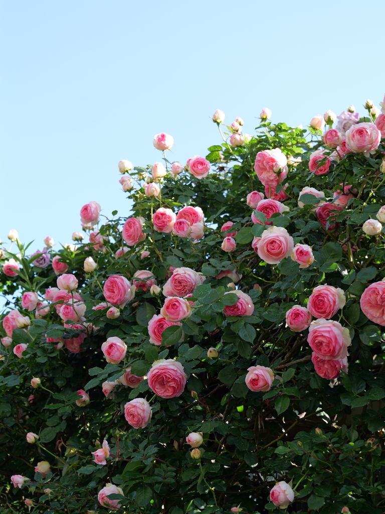 2025-05-07 07_19№(0149).JPG