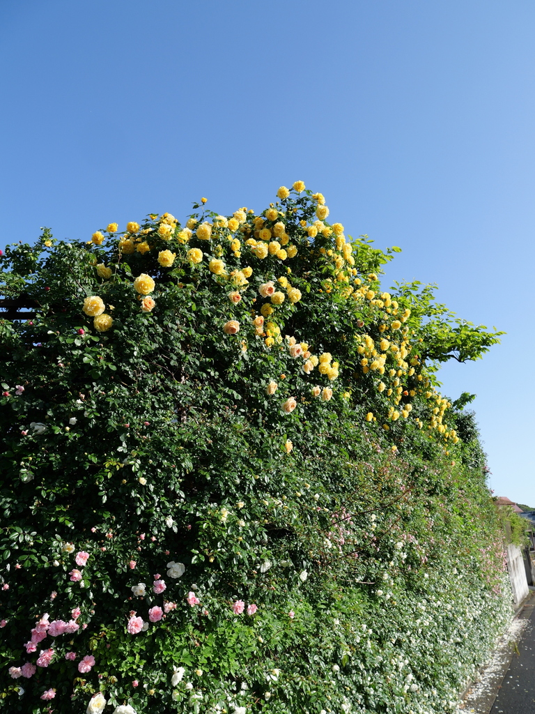 2025-05-07 07_19№(0150).JPG