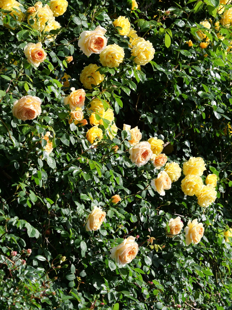 2025-05-07 07_19№(0152).JPG
