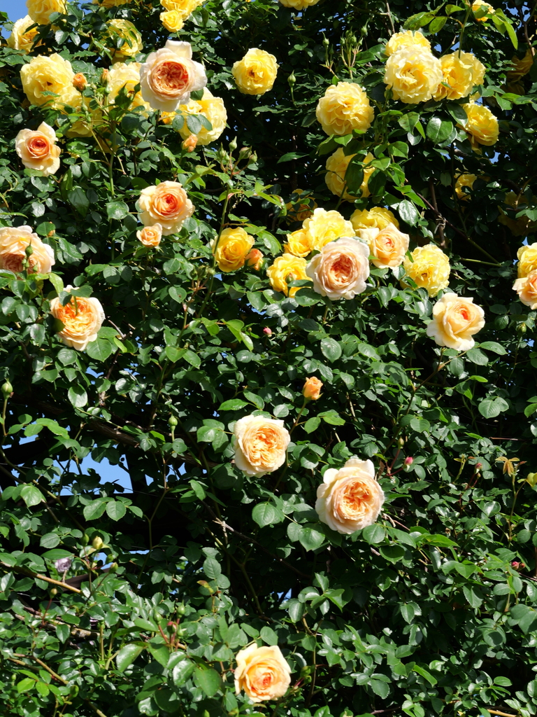 2025-05-07 07_19№(0153).JPG