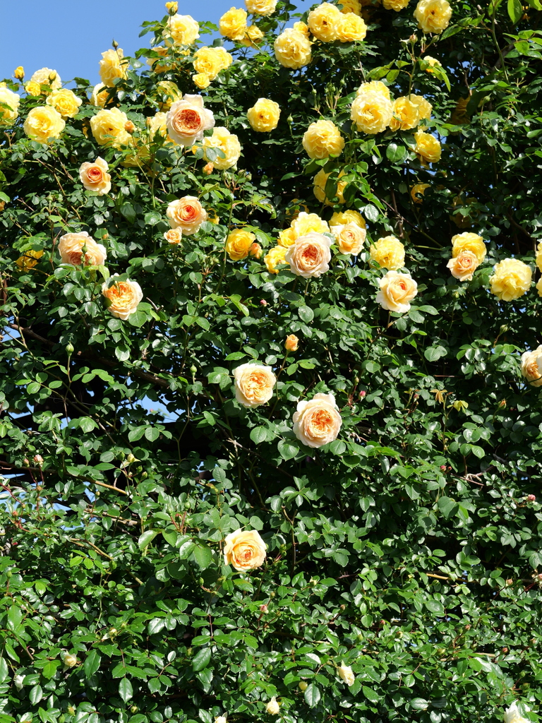 2025-05-07 07_19№(0154).JPG