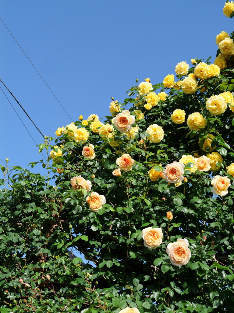 2025-05-07 07_19№(0155).JPG
