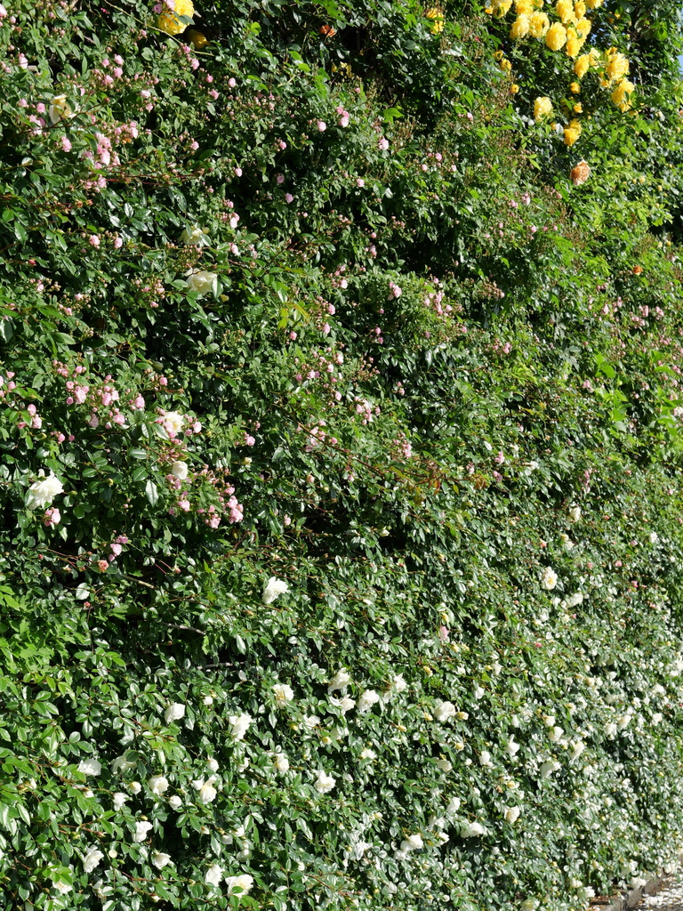 2025-05-07 07_19№(0158).JPG