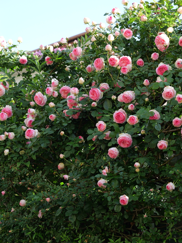 2025-05-07 07_21№(0201).JPG