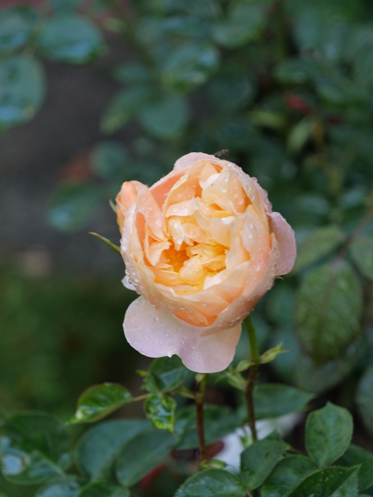 2025-05-07 07_22№(0250).JPG