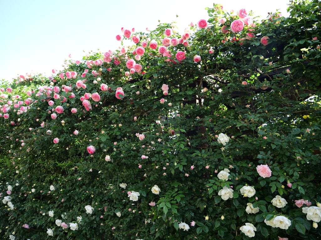 2025-05-07 07_39№(0428).JPG