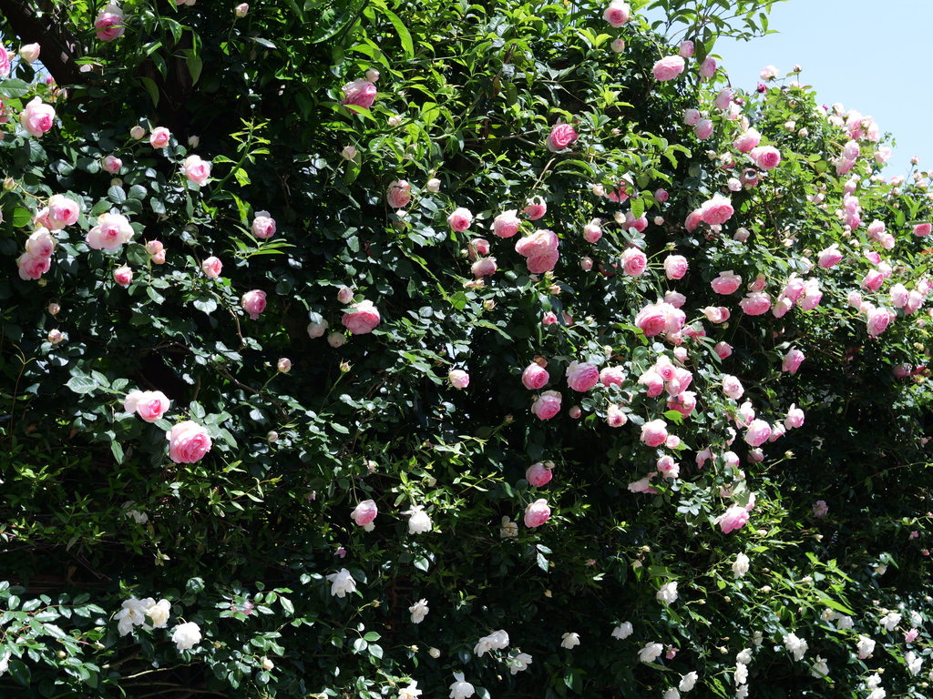 2025-05-07 11_50№(0683).JPG