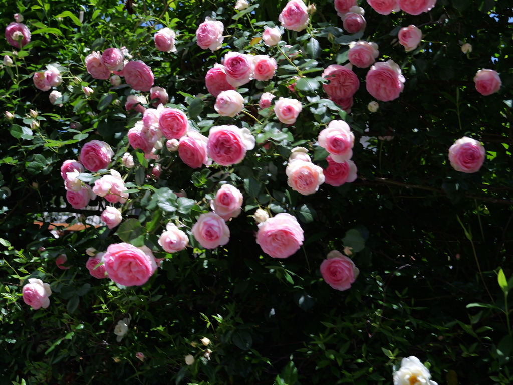 2025-05-07 11_50№(0689).JPG