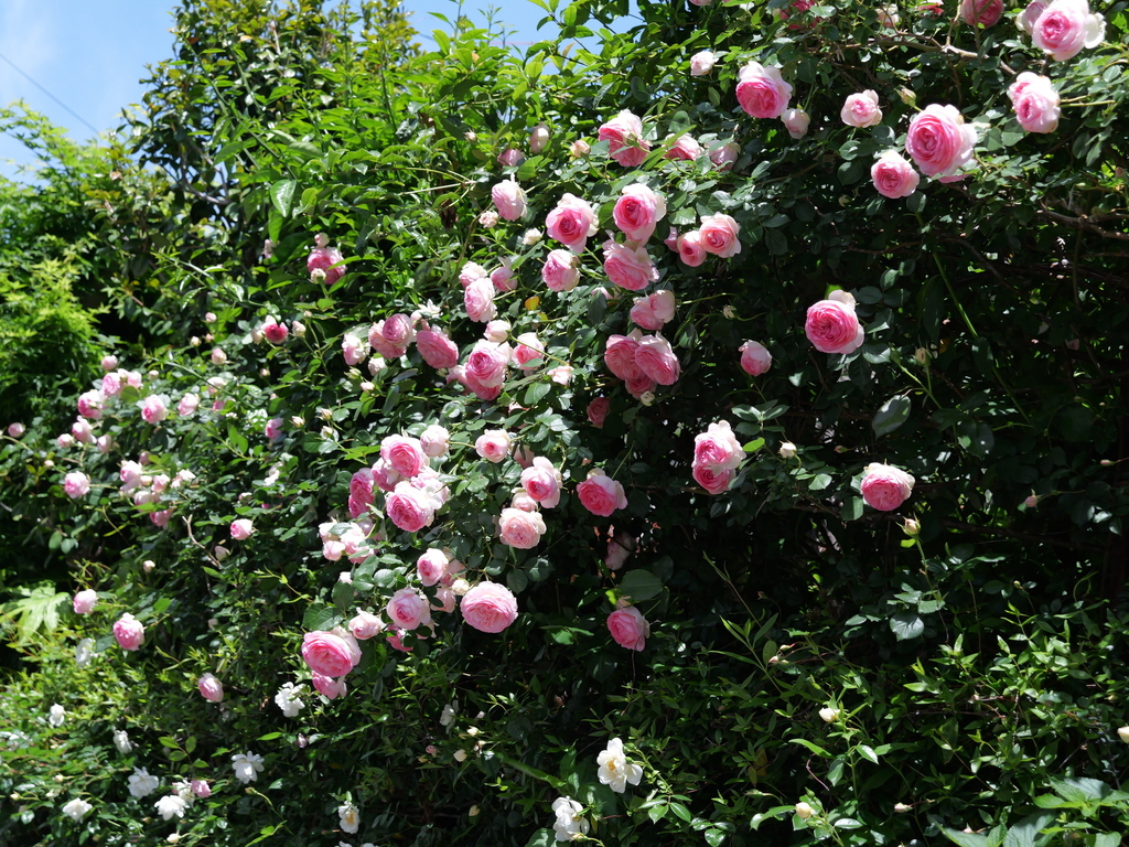 2025-05-07 11_50№(0694).JPG