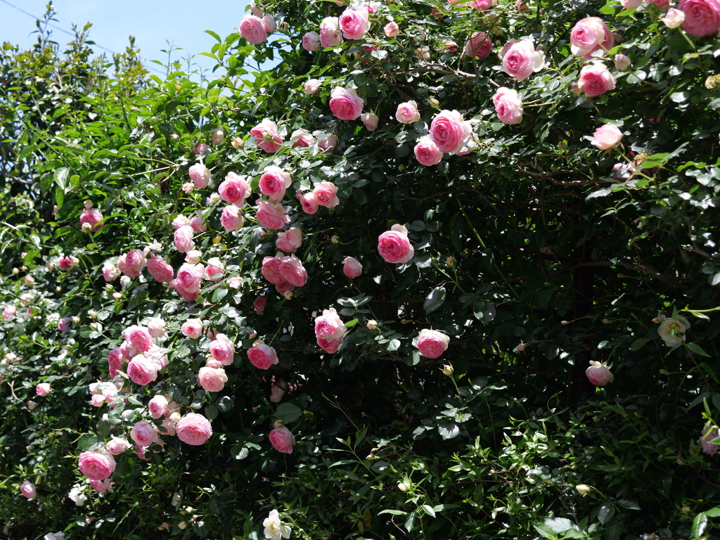 2025-05-07 11_50№(0697).JPG