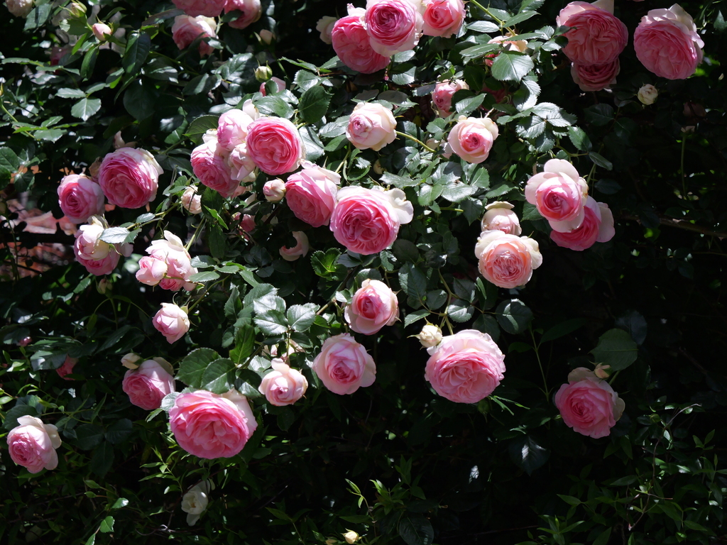 2025-05-07 11_50№(0700).JPG