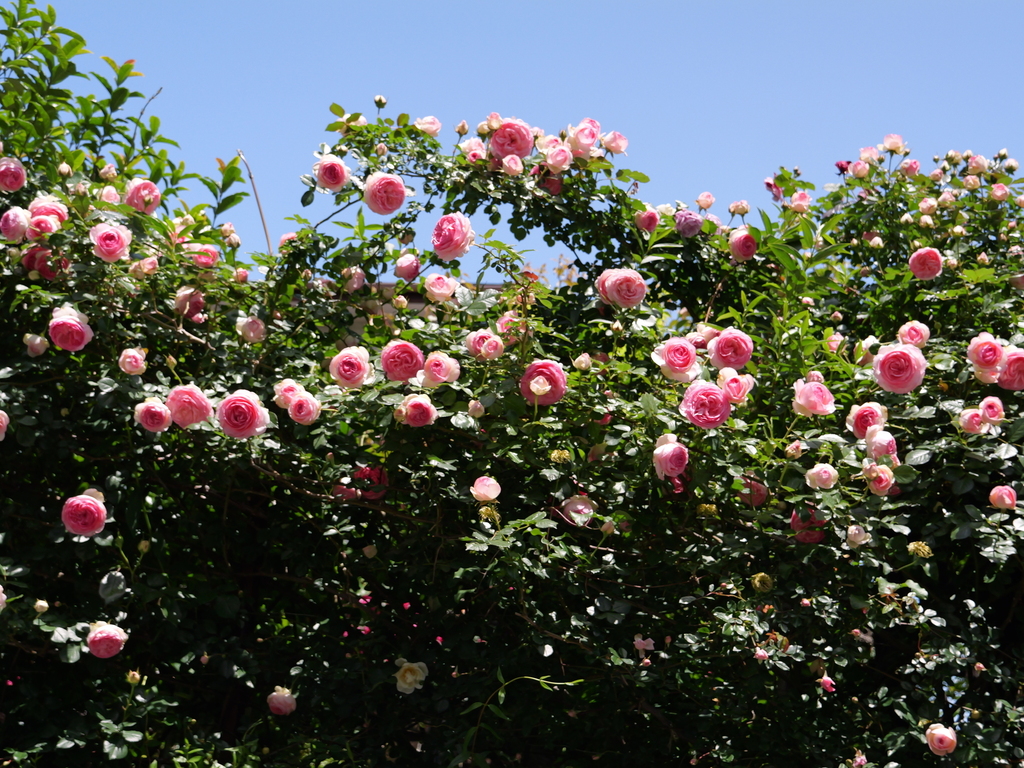 2025-05-07 11_50№(0701).JPG