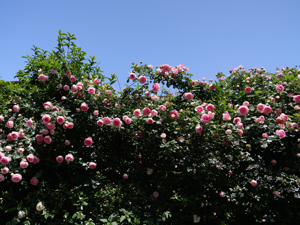 2025-05-07 11_50№(0702).JPG