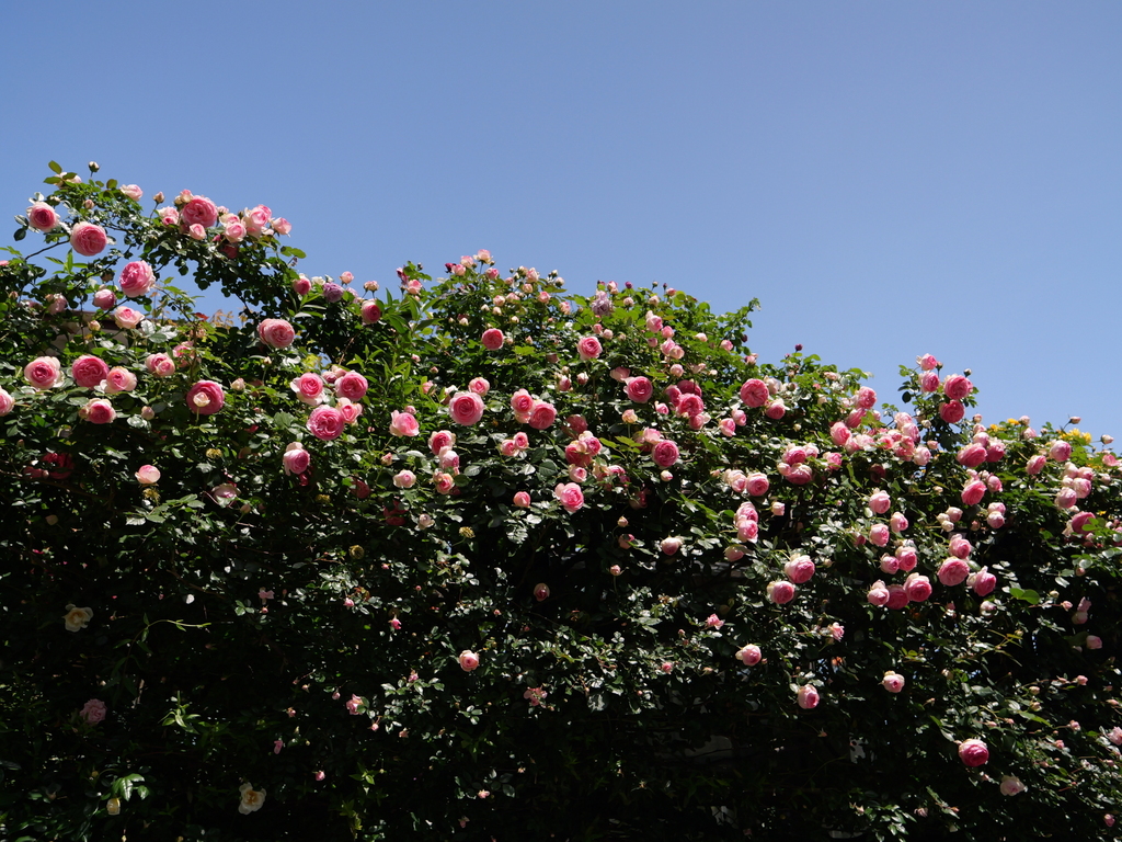 2025-05-07 11_50№(0703).JPG