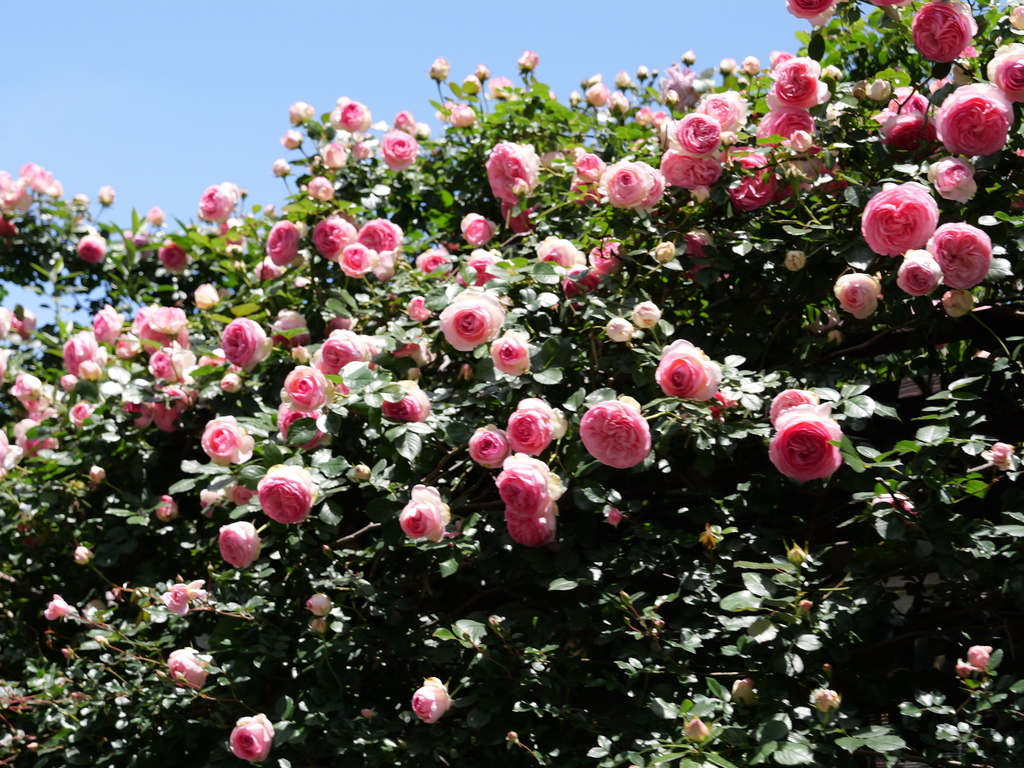 2025-05-07 11_51№(0705).JPG