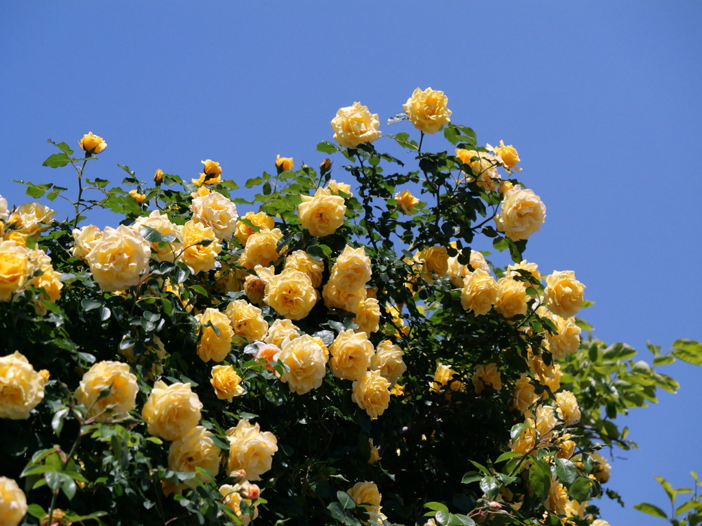 2025-05-07 11_51№(0723).JPG