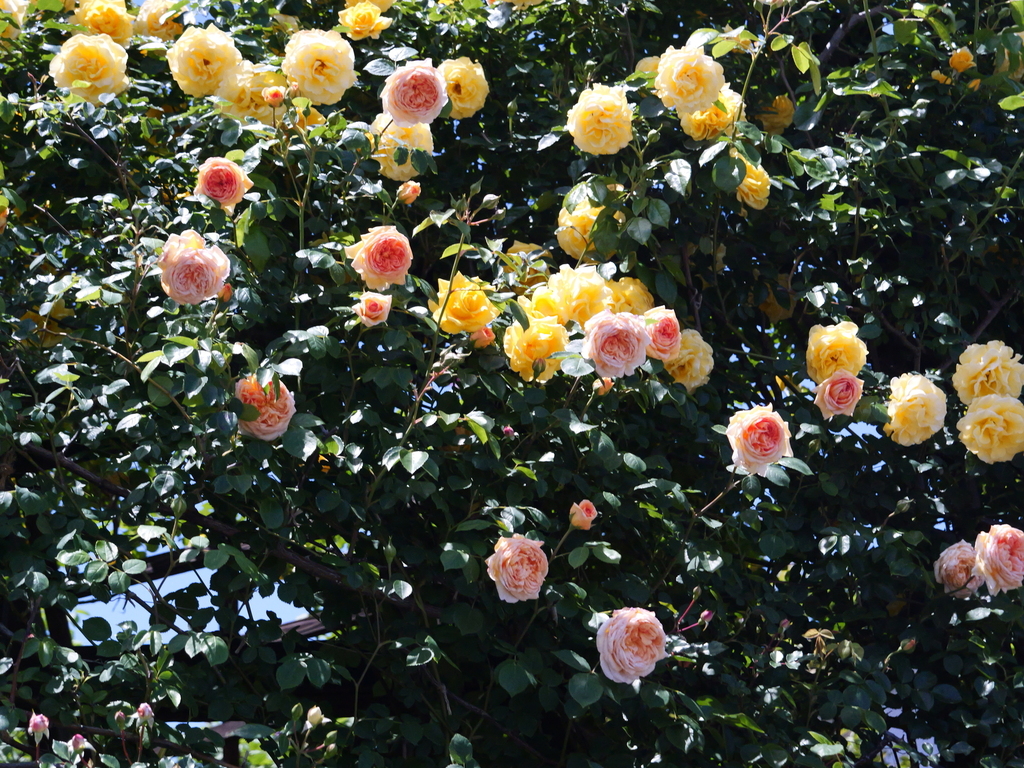 2025-05-07 11_51№(0726).JPG