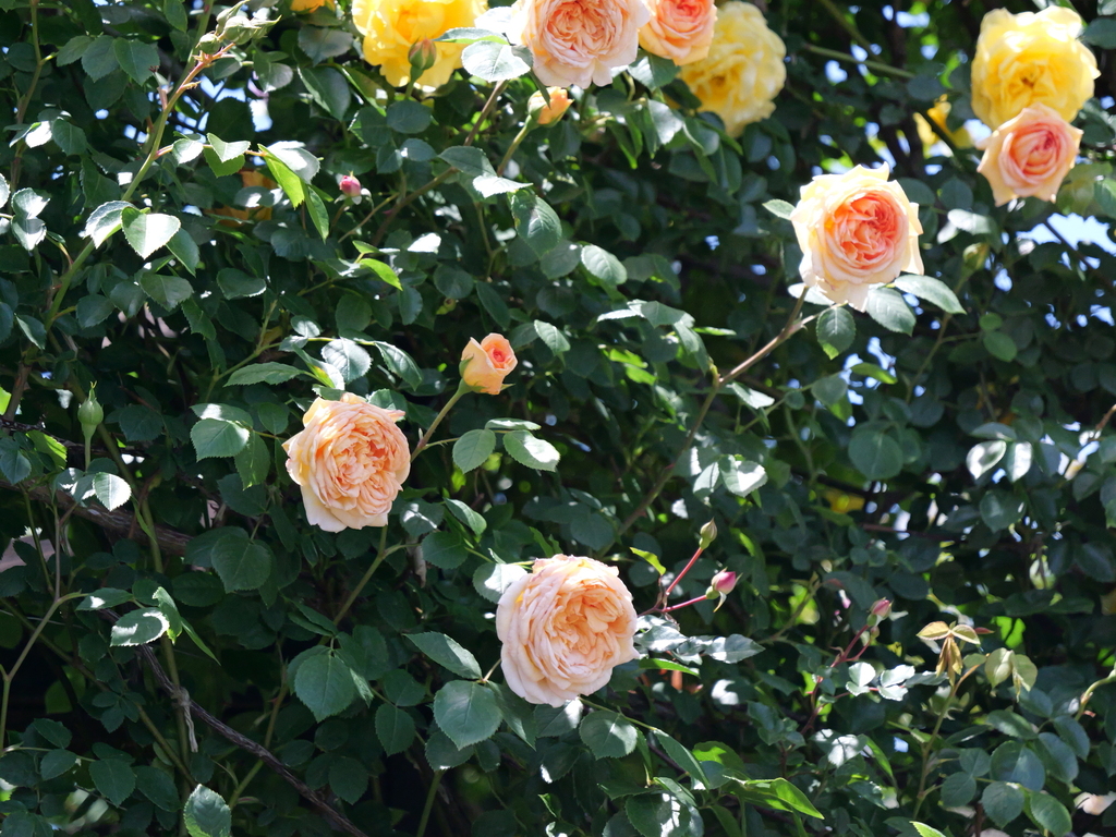 2025-05-07 11_51№(0730).JPG