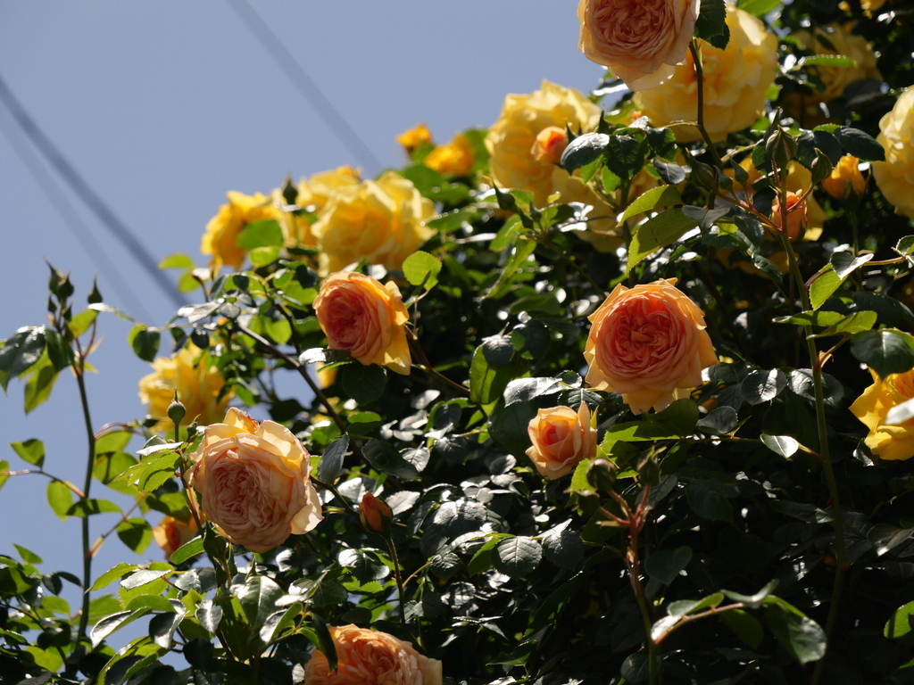2025-05-07 11_52№(0733).JPG