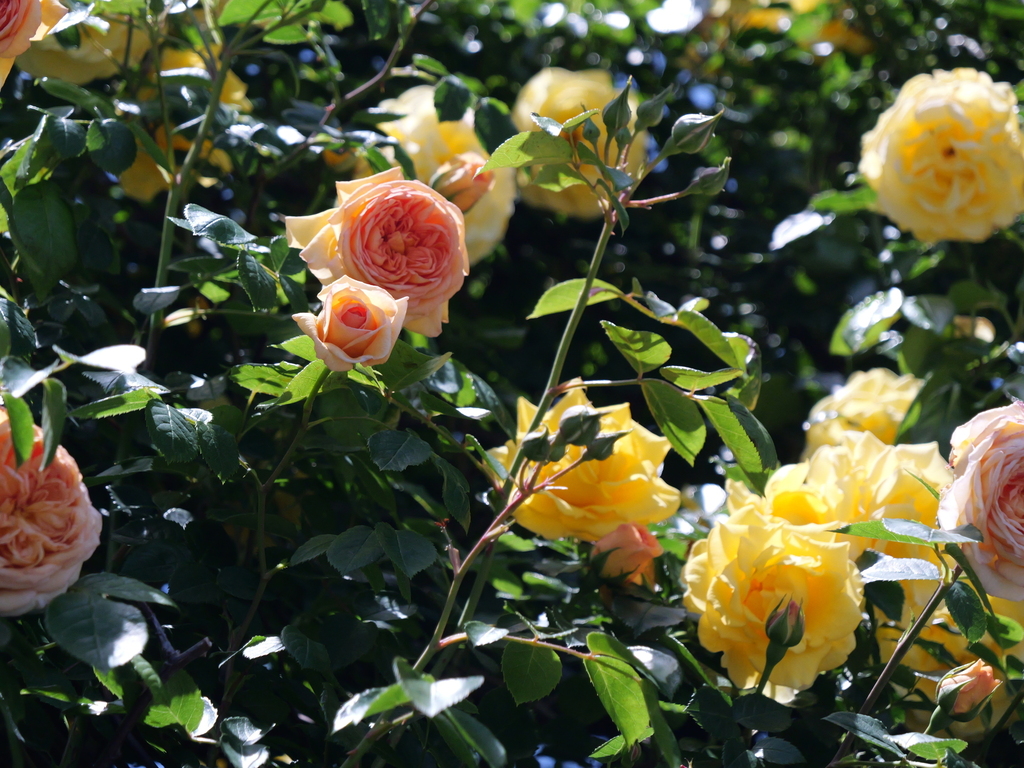 2025-05-07 11_52№(0736).JPG