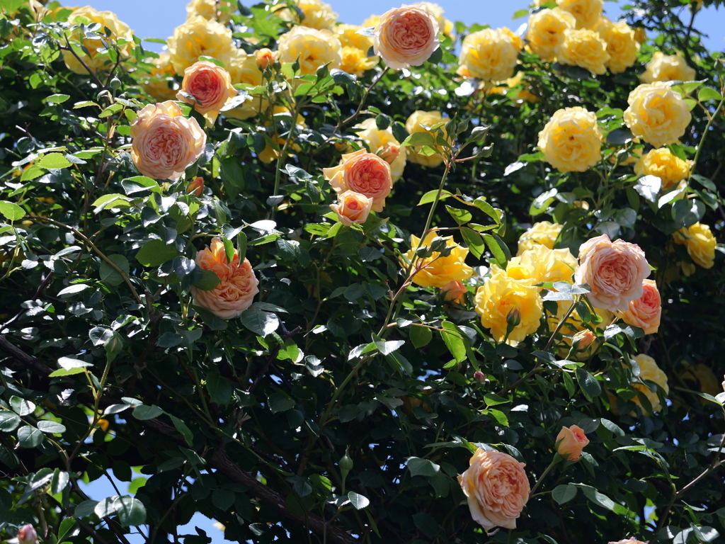 2025-05-07 11_52№(0737).JPG